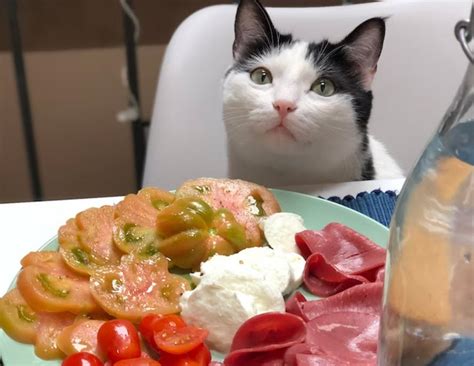 Yummy Human Foods Your Cat Will Love! - Whizo Web