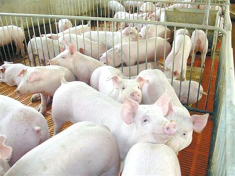 如何打好生猪稳产保供战？来自生猪养殖大市盐城的一线调查_荔枝网新闻