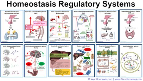 Homeostasis Control System 的图像结果
