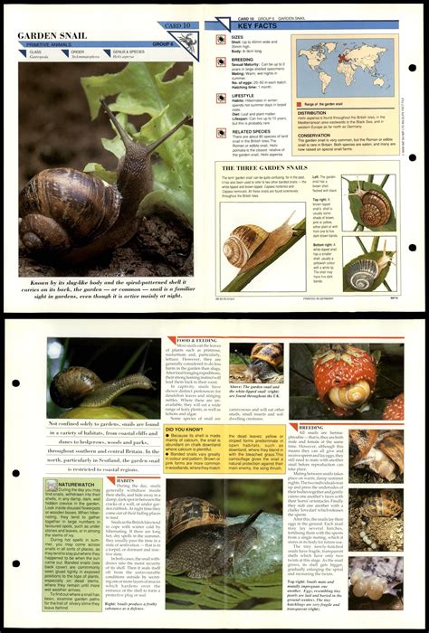 British Garden Snails Edible | Fasci Garden