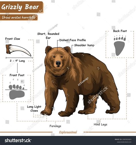 How To Measure A Grizzly Bear at Paige Nancy blog
