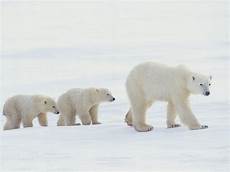 polar backgrounds baby polar wallpapers wallpaper cave polar backgrounds baby polar wallpapers wallpaper cave