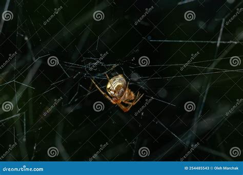 Triangulate Cobweb or Triangulate Comb-Foot Spider Steatoda Triangulosa ...