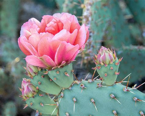 Pink Cactus Flower Art Print, Desert Photography, Flowering Prickly ...