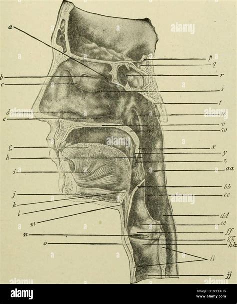 Middle nasal concha hi-res stock photography and images - Alamy