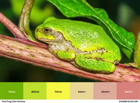 Image result for Tree Frog Colors