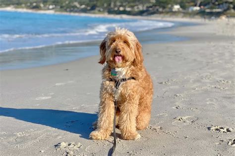 Goldendoodle Lifespan: How Long Do Goldendoodles Live?