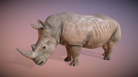 Animalia - White Rhinoceros (male) - 3D model by GiM (@GamesInMotion ...