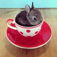 Image result for Baby Teacup Bunnies