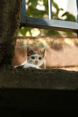 Sanatçılar en çok KEDİ sever - Kedi Resimleri (4. Katalog) - Sayfa 36