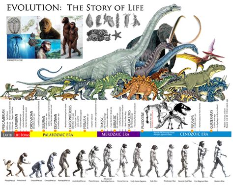 Dinosaur Evolution 的图像结果