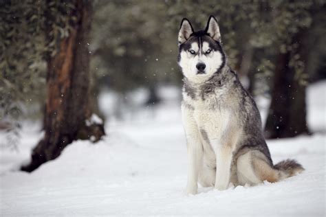 西伯利亞平原狼:西伯利亞平原狼（學名：Canis lupus campe -百科知識中文網