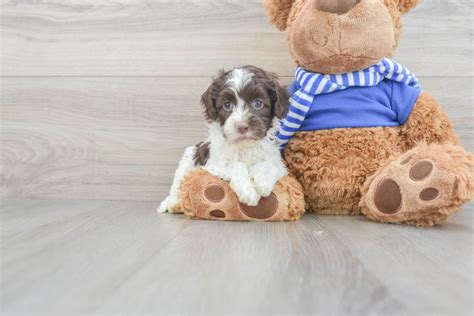 Image result for Cockapoo Dog Baby