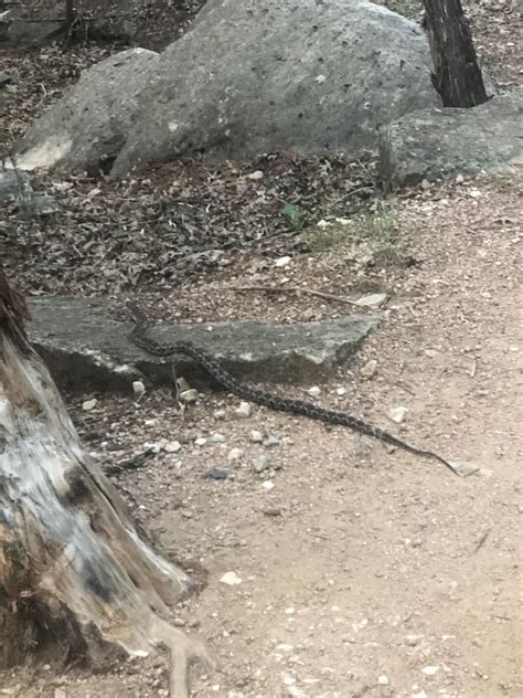 Western rat snake? [ Central TX ] : r/whatsthissnake