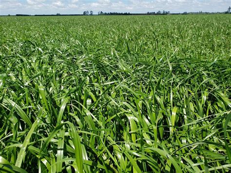 Dash into a proven annual rye-grass | Country News