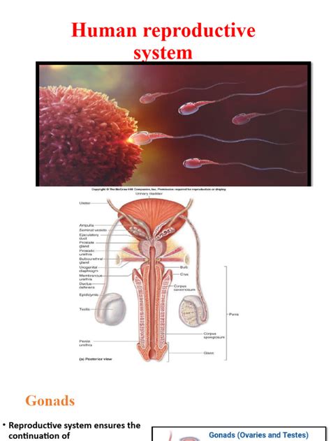 Image result for Human Reproduction SE