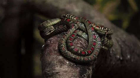 Snakes that can fly? The science behind nature’s most unexpected ability