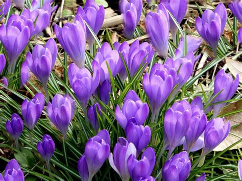 Free Images : meadow, purple, botany, close, flora, crocus, early ...