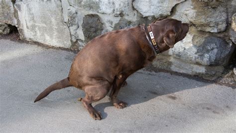 How To Clean Dog Poop Out From Carpet | CleanerWiki