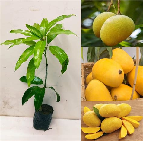 Green view Banganapalli Mango Live Amba plant Grafted hybrid Mango"King ...