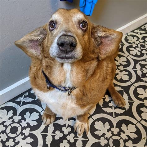 Meet Abu from Conway, NH - Conway Area Humane Society Tails From Adopters