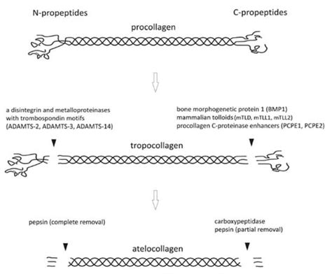 Type I Collagen-Fibrin Mixed Hydrogels: Preparation, Properties and ...