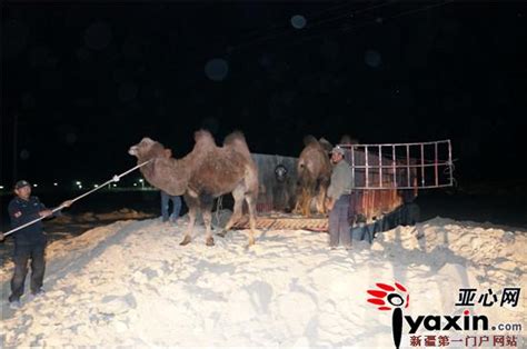 新疆和硕县:扶贫骆驼进村来_凤凰网