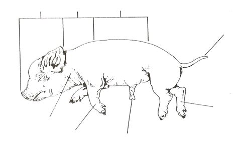 Image result for Fetal Pig Dissection Lab