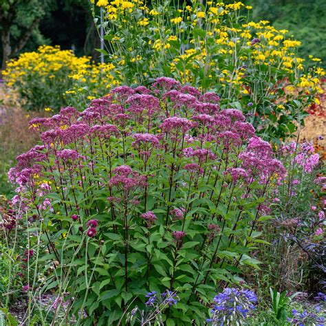 Joe Pye Weed | Flower Seeds in Packets & Bulk | Eden Brothers