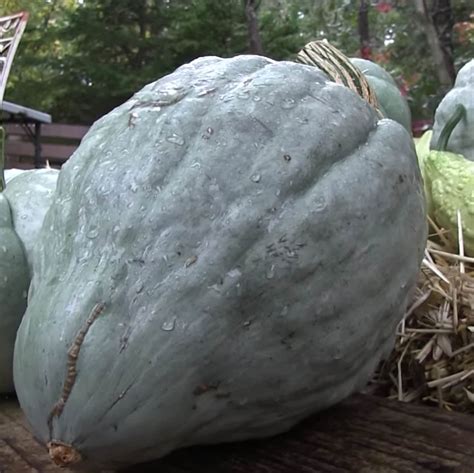 Green Hubbard Squash