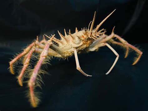 Buy Paramaya Ouch Crab Specimen Online in India - Etsy