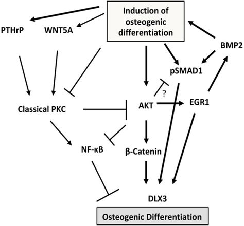 Mechanisms during Osteogenic Differentiation in Human Dental Follicle Cells