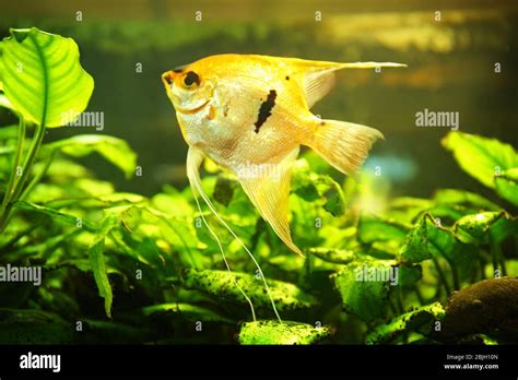 Catching Exotic Fish for Aquarium 的图像结果