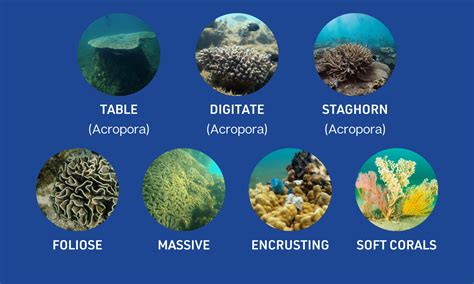 Types Of Coral Colorful Coral Gardens That Flourish Entirely Out Of