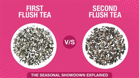 First Flush vs. Second Flush: The Seasonal Showdown Explained