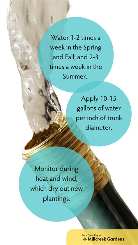Image result for Tree Planting Guide