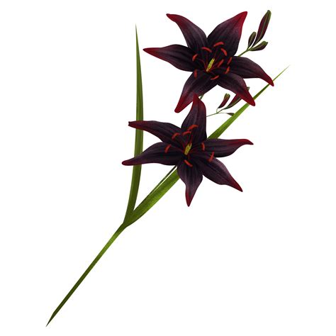 Floral Patterns & Illustrations on Behance