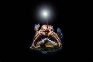 Image result for Terrifying Deep Sea Fish