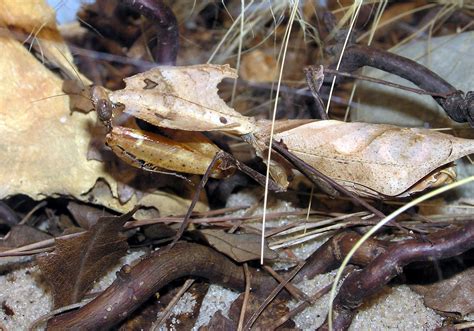 Dead Leaf Mantis (Deroplatys desiccata) camouflage; Image ONLY