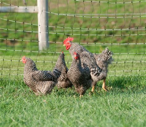 Barred Rock Chicken Breed Info + Where to Buy - Chicken & Chicks Info