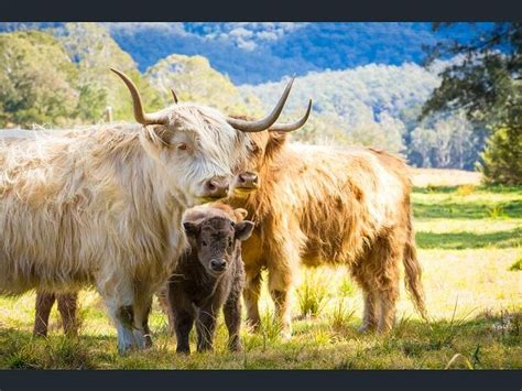 HEIMAT FARMSTAY (New Norfolk) - Cottage Reviews, Photos, Rate ...