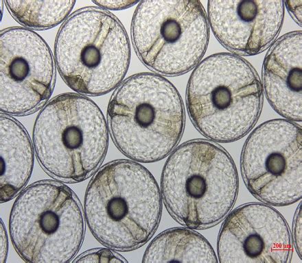 Central Marine Fisheries Research Institute | Home