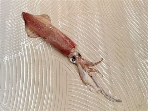 Consuming Passions: Cephalopods (Octopus, Squid and Cuttlefish)