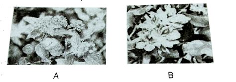 What is common to the species shown in figures A and B