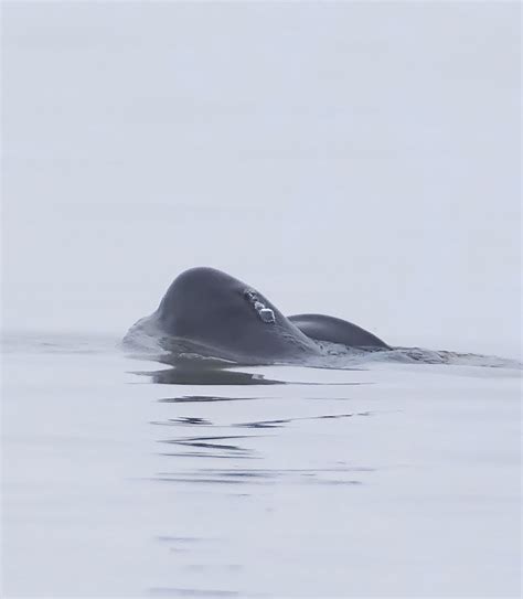 Numbers of Yangtze finless porpoise increasing
