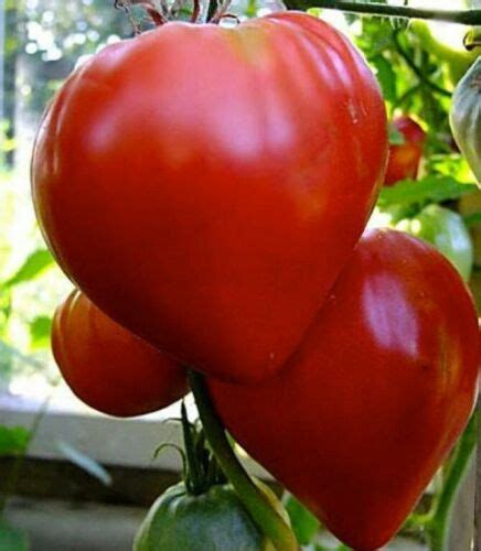 Tomato " Bull'S Heart Red " Exotic 100 Vegetable Seeds – Floral Treasure