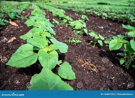 Rows of Young Sunflower Plants on the Field Early in the Spring Stock ...