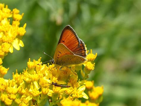 Image result for Simple Image of Butterfly Small Size