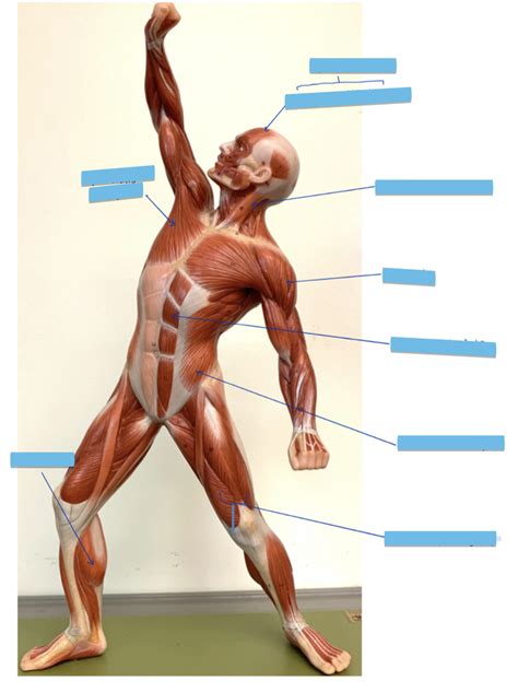 Full Body Muscle Diagram Diagram | Quizlet