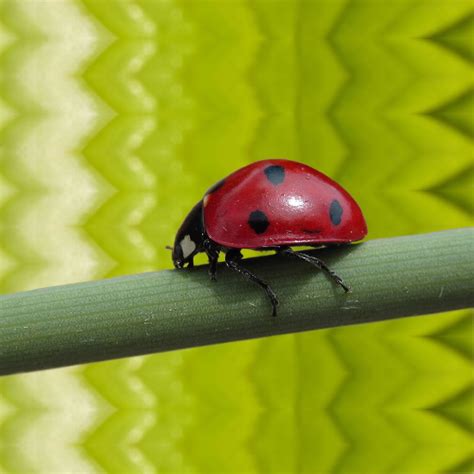 Photoshop Art Grid - Pxleyes.com